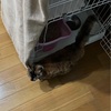 10日めのキャンディ②