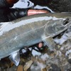 渓流釣りで「気付き」を探す・植物と昆虫と渓魚達