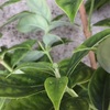 春の花（秋植え球根）の準備、庭木の剪定、庭の点検、庭仕事ガッツリやりましや