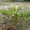 荒地に咲く植物ダチュラ