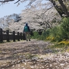 【新うつくしま百名山】桜満開の花見山（180m）から十万劫山（429m）を縦走した話。【福島の桃源郷】