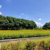 茨城県稲敷市　夏のこもれび森のイバライドで、親も子供もびしょ濡れになった（2025年8月）