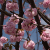 村富神社の八重桜  (4月3日）