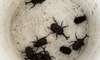人知の及ばない自然＜カブトムシの発生＞