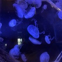 もりそばブログ