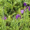 野の花に雨