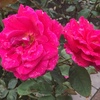 薔薇🌹《ミスターリンカーン》