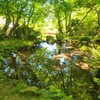 【京都】『醍醐寺』「伽藍エリア」　青もみじ