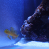 Yellow Prawn Goby