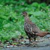 2010白樺峠タカの渡り　ダメダメ編