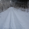 山道散歩　雪のなかを。