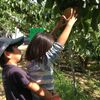 滋賀県の竜王アグリパークで梨狩りをしてきましたよ