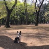 桜以外の花も