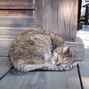 神社参拝！御嶽神社の招き猫