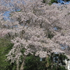 4月がおわる、桜もそろそろ