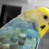 はとこ またいとこ の意味とは 何親等 いとこと違う 家系図だと サザエさん一家だと 芸能人では誰がいる はとこの次は ひなぴし