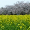 桜いっぱい菜の花いっぱい