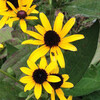 (214) Rudbeckia hirta var. pulcherrima