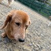 老犬ホームあん｜新人さん クン^^