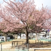 桧沢緑地公園の日立紅寒桜・・