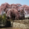 日輪寺の枝垂れ桜が満開でした！（本宮市）