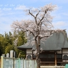 島名神宮寺の桜・・