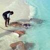 STINGRAY　の　餌付け