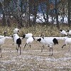 鶴居村で越冬、特別天然記念物「タンチョウ」