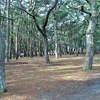 七万本の黒松砂防林