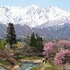 白馬村・大出公園の桜は散り始め、中綱湖・オオヤマザクラ、数日は大丈夫？