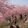 河津桜見物