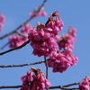 今年も寒緋桜(カンヒザクラ)撮りました（笑）