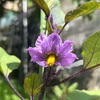 茄子の花