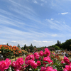 ２０２３／０５／０９　京成バラ園