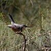 アカハラモズヒタキ(Rufous Whistler)