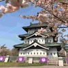 八重桜が見頃の弘前公園と外で食べたいイギリストースト