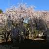 随翁院の枝垂れ桜・・