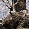 谷中霊園から上野公園まで