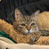 エル、甲状腺機能亢進症＜８＞