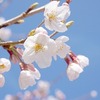 移植に行ってきます！桜の頃にサクラ咲け！！