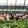 満員御礼！【イベント】くわの農園いちご狩り×ミニライブ