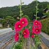 夏野菜畑の除草＆ニンニク収穫