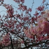 「花の町河津」まで、河津桜を見に行ってきた