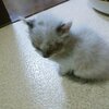 お猫様。