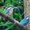 鳥のカテゴリの追加　８５種類を観察
