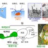 じじぃの「嗅覚・匂いが命を決める・第5章・魚の嗅覚・サケ！匂いの雑学」