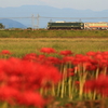 2022/10/2 彼岸花咲く湖西線を行くトワ釜