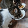 ご飯にエアー砂かけする猫【ごちそうさまのサイン】