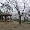 2011年の桜