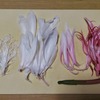 月下美人が咲きました ♪d(´▽｀)b♪
